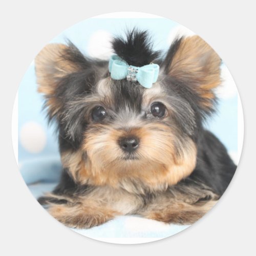 Cute Little Tiny Yorkie Pup design Classic Round Sticker