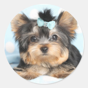 Cute Little Tiny Yorkie Pup design Classic Round Sticker