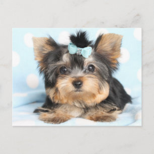 Cute Little Tiny Yorkie Pup design Postcard