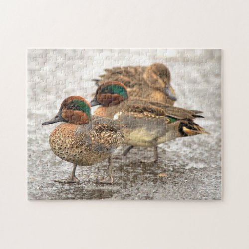 Cute Little Trio of Green_Winged Teals Jigsaw Puzzle