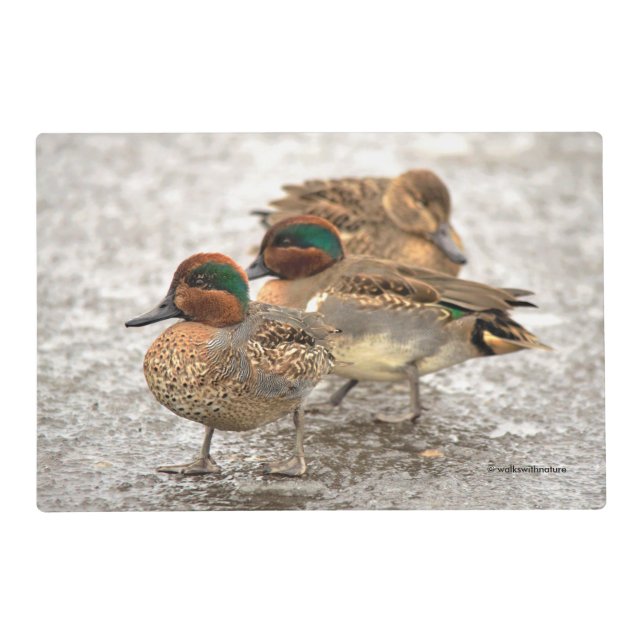 Cute Little Trio of Green-Winged Teals Placemat (Front)