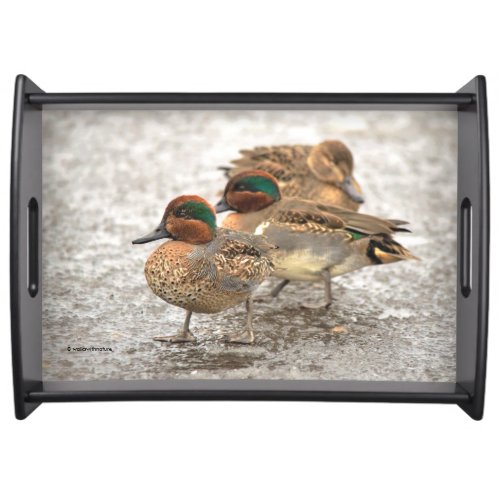Cute Little Trio of Green_Winged Teals Serving Tray