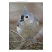 Cute Little Tufted Titmouse (Front)