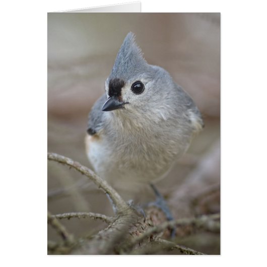 Cute Little Tufted Titmouse (Front)