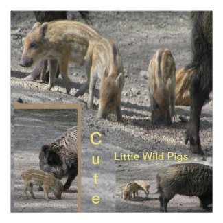 Cute Little Wild Pigs Square Poster