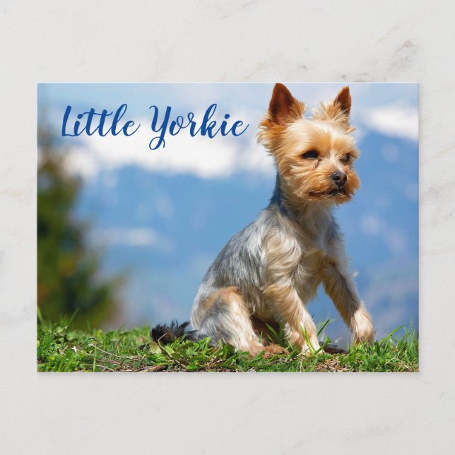 Cute Little Yorkie Terrier Postcard (Front)
