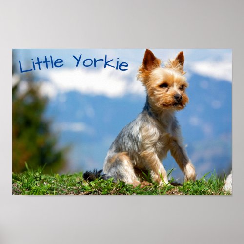 Cute Little Yorkie Terrier Poster