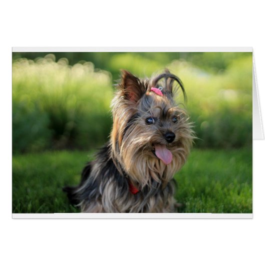 Cute Little Yorkshire Terrier Dog Cards (Front Horizontal)