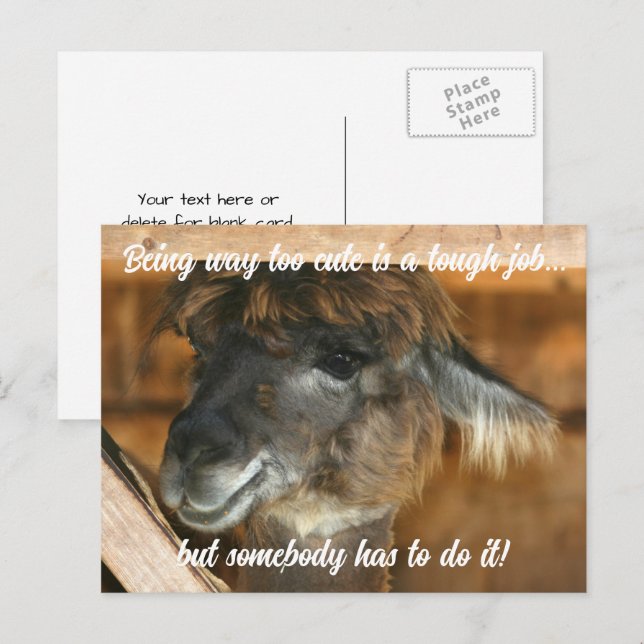Cute Llama Farm Animal Humorous  Postcard (Front/Back)