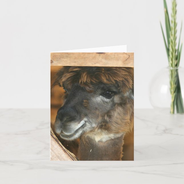 Cute Llama Farm Animal Photography Note Card (Front)