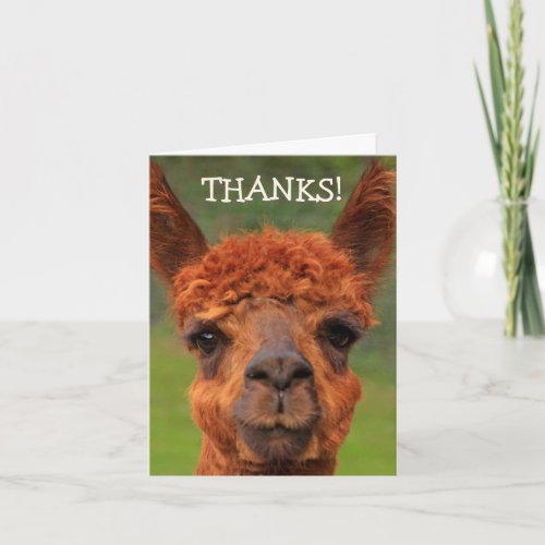 Cute Llama Thank You Card