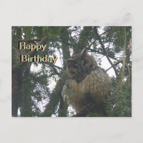 Cute Long_eared Owl Happy Birthday Postcard