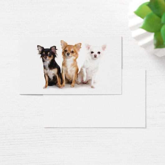 Cute Long Hair Chihuahua Puppes (Desk)