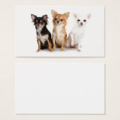 Cute Long Hair Chihuahua Puppes (Front & Back)