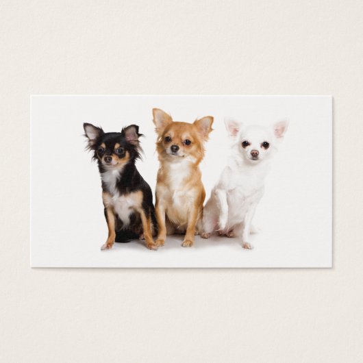 Cute Long Hair Chihuahua Puppes (Front)