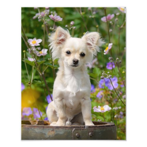 Cute long_haired Chihuahua Dog Puppy _ Paperprint Photo Print
