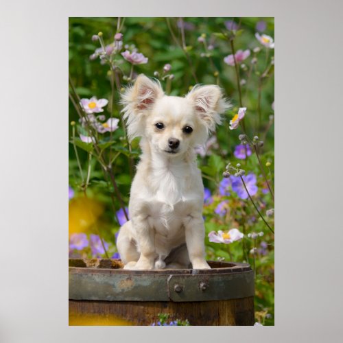 Cute long_haired Chihuahua Dog Puppy Pet Photo Poster