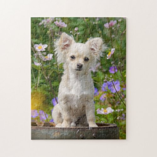 Cute long_haired Chihuahua Dog Puppy Photo _ Game Jigsaw Puzzle