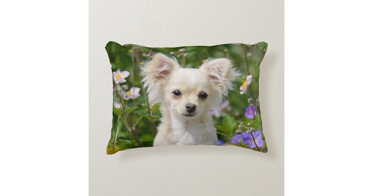 Cute Long Haired Chihuahua Dog Puppy Photo Throw Accent Pillow