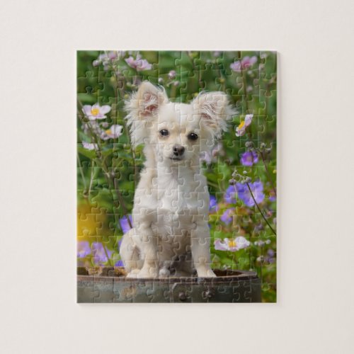 Cute long_haired cream Chihuahua Dog Puppy _ Game Jigsaw Puzzle