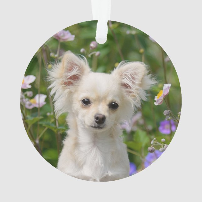 Cute long-haired cream Chihuahua Dog Puppy Photo Ornament (Back)