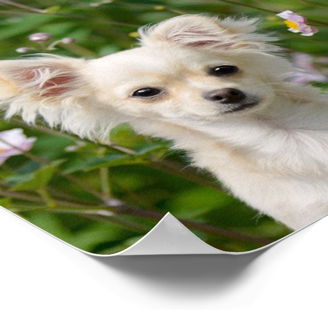 Cute long-haired cream Chihuahua Dog Puppy Photo Poster Zazzle