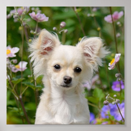 Cute long_haired cream Chihuahua Dog Puppy Photo _ Poster