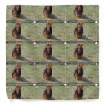 Cute Long Haired Daschund Bandana