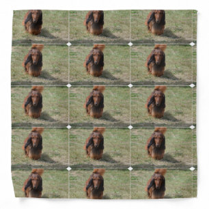 Cute Long Haired Daschund Bandana