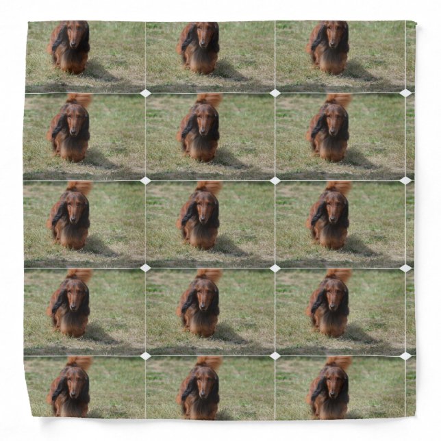 Cute Long Haired Daschund Bandana (Front)