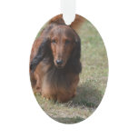 Cute Long Haired Daschund Ornament