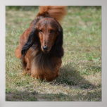 Cute Long Haired Daschund Poster