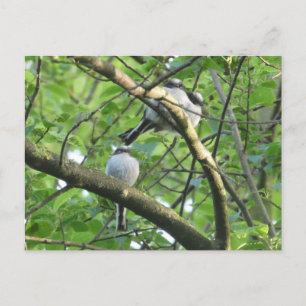 Cute Long-Tailed Birds DIY Postcard