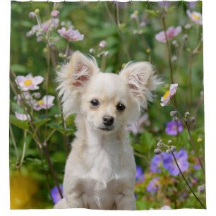 Cute longhair Chihuahua Dog Puppy Pet Photo - Tub Shower Curtain