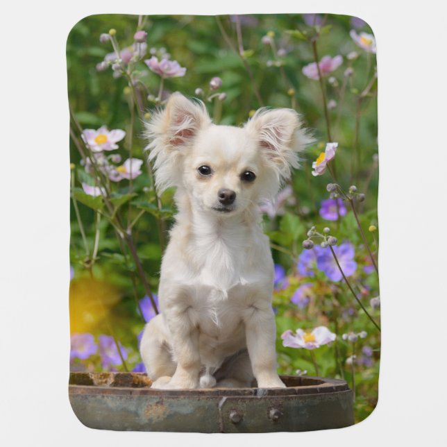 Cute longhair cream Chihuahua Dog Puppy Pet Photo Baby Blanket (Front)