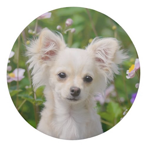 Cute longhair cream Chihuahua Dog Puppy Pet Photo Eraser
