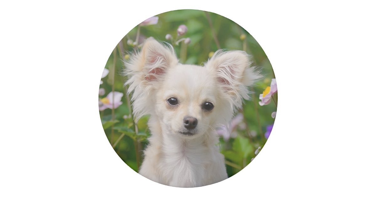 Cute Longhair Cream Chihuahua Dog Puppy Pet Photo Eraser Zazzle Com