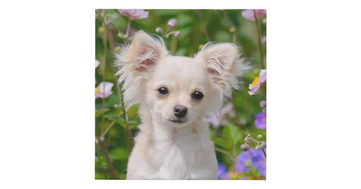 Cute Longhair Cream Chihuahua Dog Puppy Pet Photo Faux Canvas