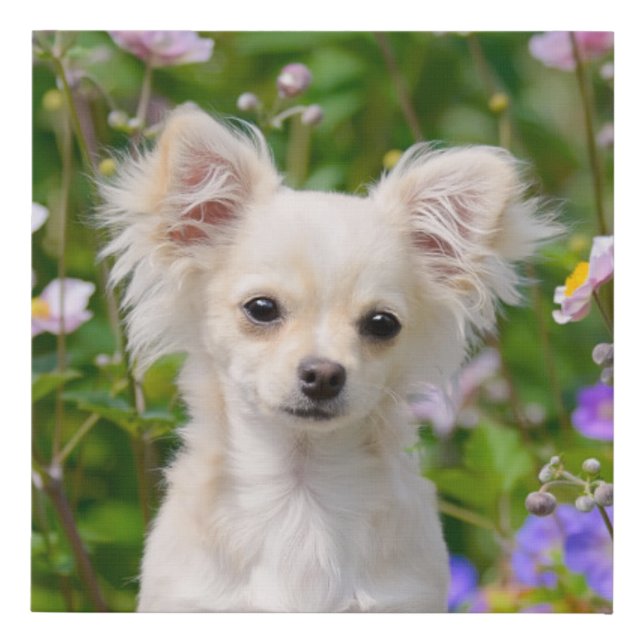 Cute longhair cream Chihuahua Dog Puppy Pet Photo Faux Canvas Print (Front)
