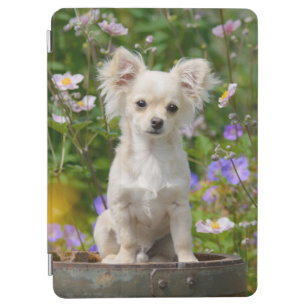 Cute longhair cream Chihuahua Dog Puppy Pet Photo iPad Air Cover