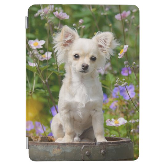 Cute Longhair Cream Chihuahua Dog Puppy Pet Photo Ipad Air Cover