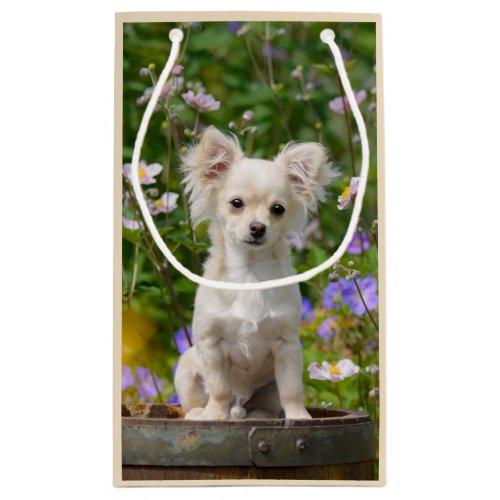 Cute longhair cream Chihuahua Dog Puppy Pet Photo Small Gift Bag