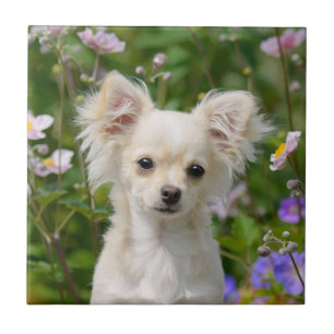Cute longhair cream Chihuahua Dog Puppy Pet Photo Tile
