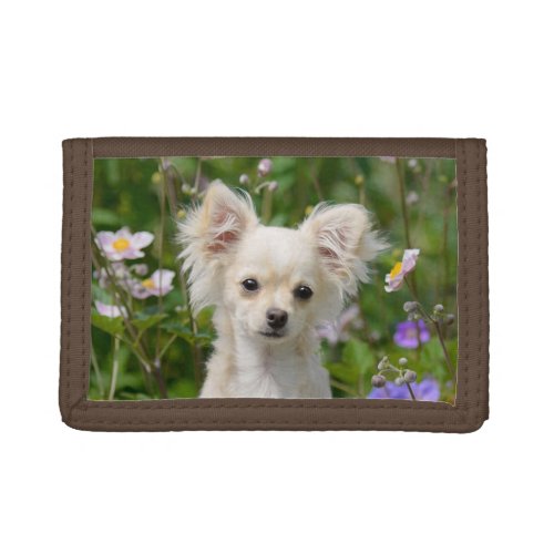 Cute longhair cream Chihuahua Dog Puppy Pet Photo Trifold Wallet