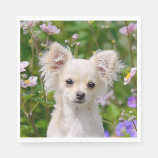 Cute Longhair Cream Chihuahua Dog Puppy Photo On Paper Napkin