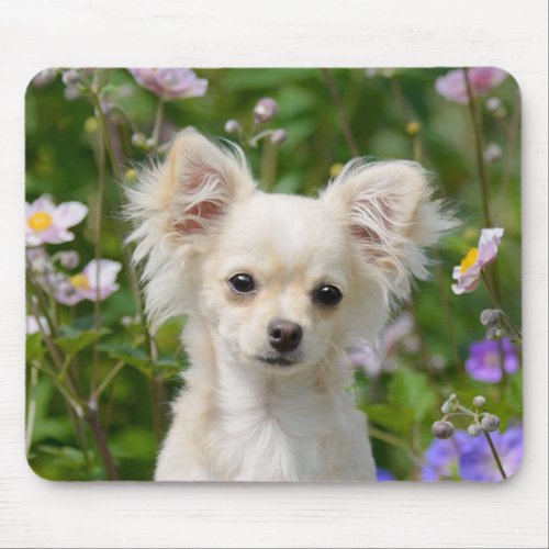 Cute longhaired Chihuahua Dog Puppy Photo _ Mouse Pad