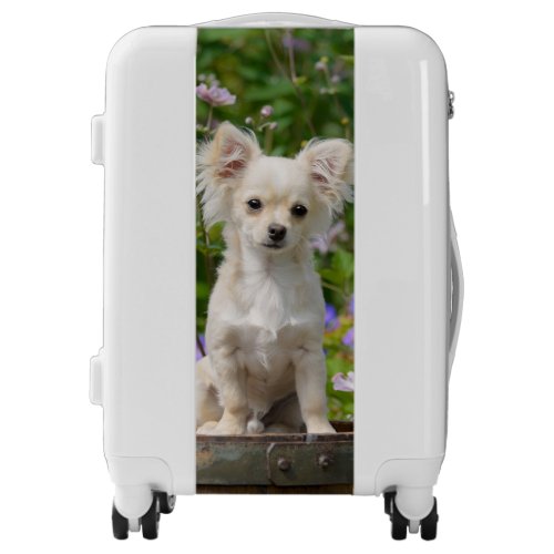 Cute longhaired Chihuahua Dog Puppy Photo Suitcase