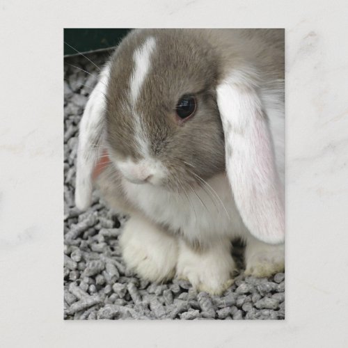 cute lop bunny postcard