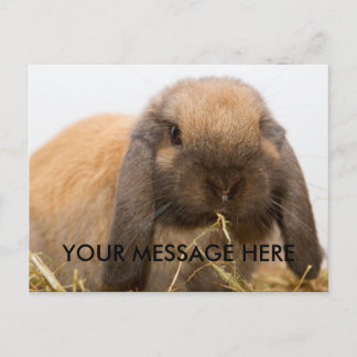 Cute lop eared bunny postcard