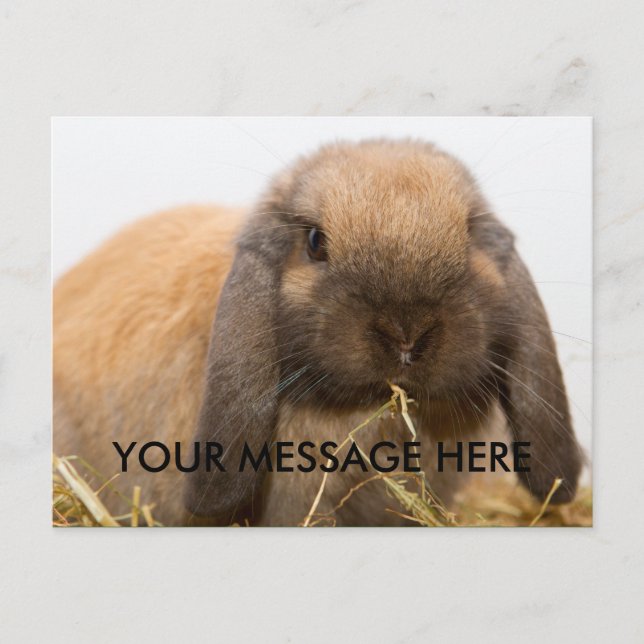 Cute lop eared bunny postcard (Front)